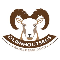 Olienhoutsrus