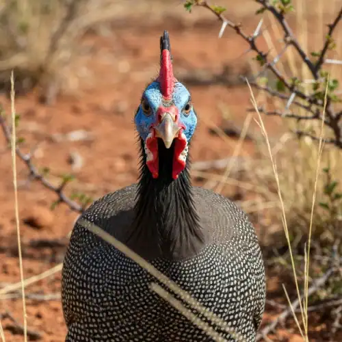 Helmeted guineafowl with spotted plumage